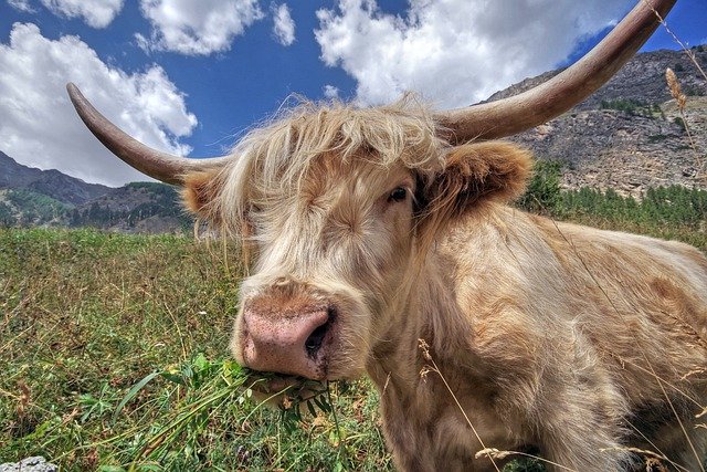 Muat turun percuma gambar kepala haiwan baka tanah tinggi lembu percuma untuk diedit dengan editor imej dalam talian percuma GIMP