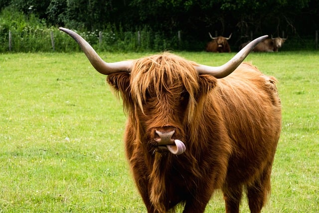 Free download cow highland cow horned tongue free picture to be edited with GIMP free online image editor