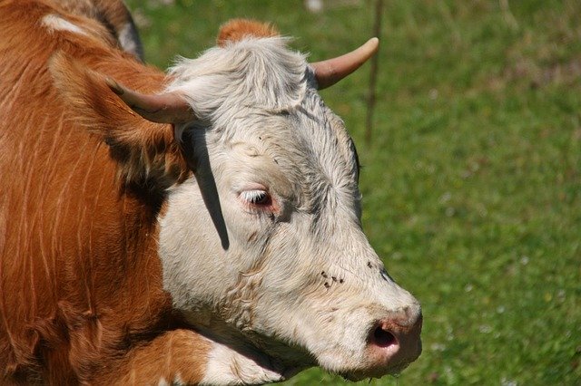 Bezpłatne pobieranie szablonu zdjęć Cow Horns Animal do edycji za pomocą internetowego edytora obrazów GIMP