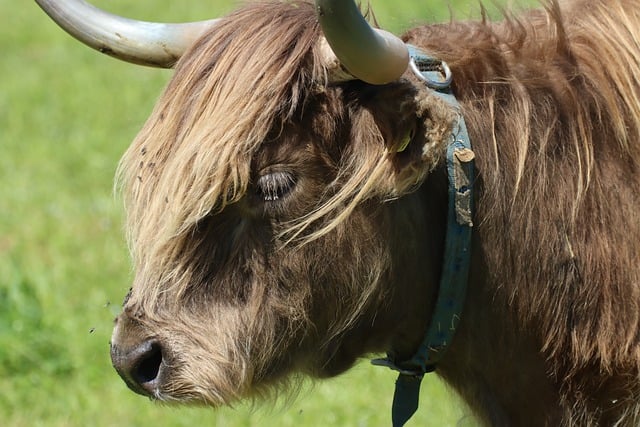 Free download cow horns highland cow ruminant free picture to be edited with GIMP free online image editor