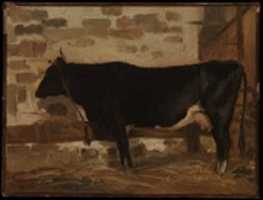 Free download Cow in a Barn free photo or picture to be edited with GIMP online image editor