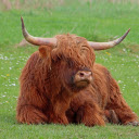 Cow in the middle of the field  screen for extension Chrome web store in OffiDocs Chromium