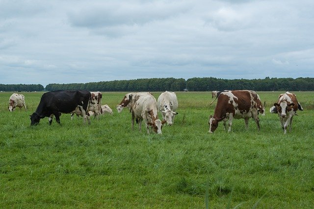 무료 다운로드 Cow Landscape Nature - 무료 사진 또는 GIMP 온라인 이미지 편집기로 편집할 수 있는 사진