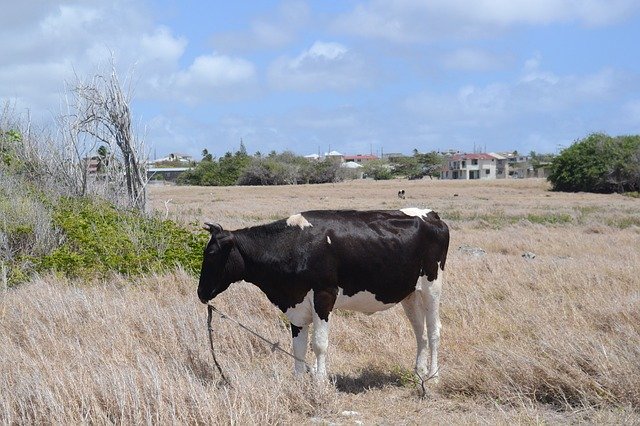 Descărcare gratuită Cow Livestock Animal - fotografie sau imagine gratuită pentru a fi editată cu editorul de imagini online GIMP