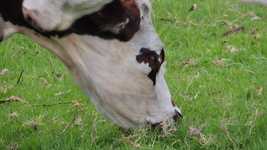 Free download Cow Livestock Field -  free video to be edited with OpenShot online video editor