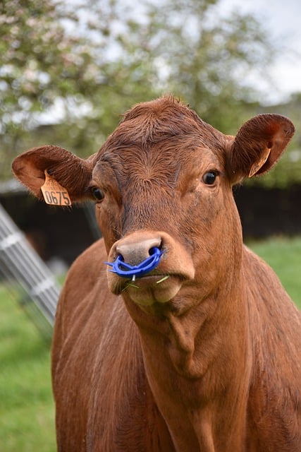 Kostenloser Download von Kuh-Viehzucht-Bildern zur Bearbeitung mit dem kostenlosen Online-Bildeditor GIMP