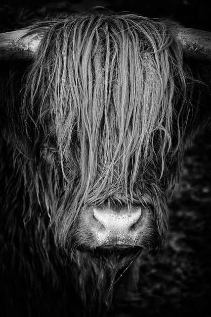 Free download cow long hair horns nose free picture to be edited with GIMP free online image editor