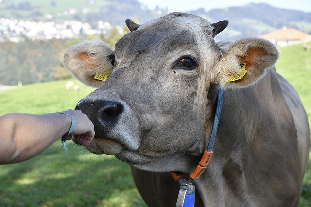 Free download Cow Love For Animals -  free photo or picture to be edited with GIMP online image editor