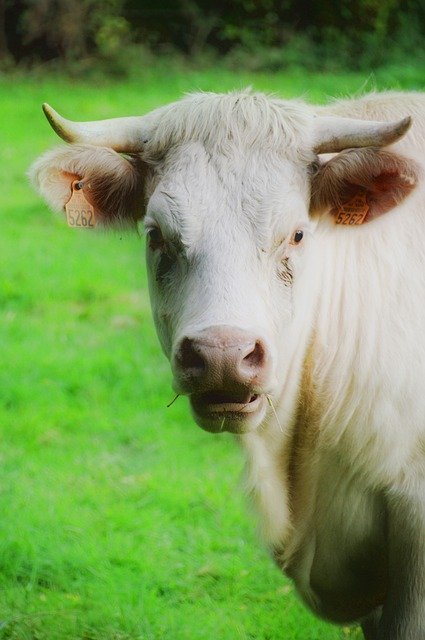 Free download Cow Mammal Livestock -  free photo or picture to be edited with GIMP online image editor