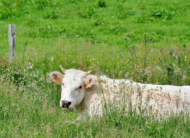 Download gratuito Cow Mammal White: foto o immagine gratuita da modificare con l'editor di immagini online GIMP