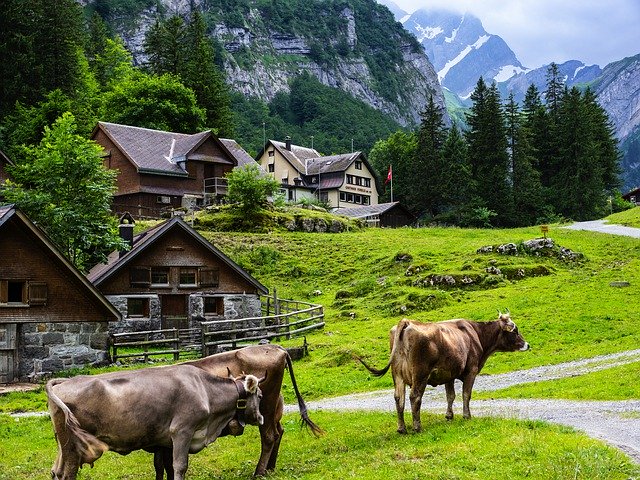 Безкоштовно завантажити Cow Mountain Alpine - безкоштовне фото або зображення для редагування за допомогою онлайн-редактора зображень GIMP