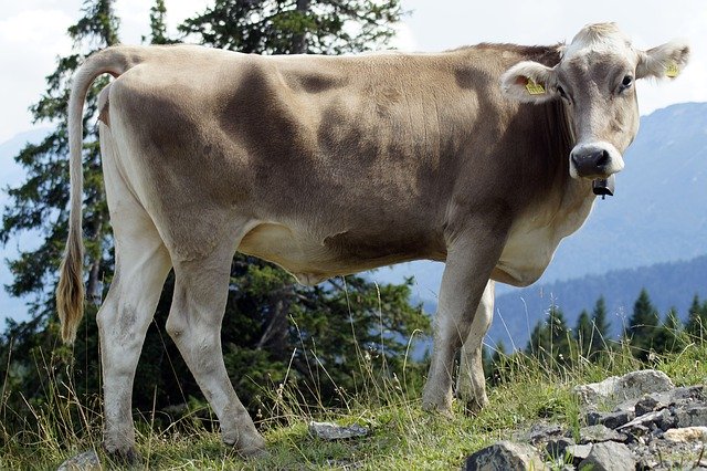 Ücretsiz indir Cow Mountain Meadow - GIMP çevrimiçi resim düzenleyici ile düzenlenecek ücretsiz fotoğraf veya resim