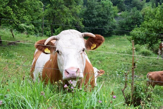 Descărcare gratuită Cow Mountain Mountains - fotografie sau imagini gratuite pentru a fi editate cu editorul de imagini online GIMP