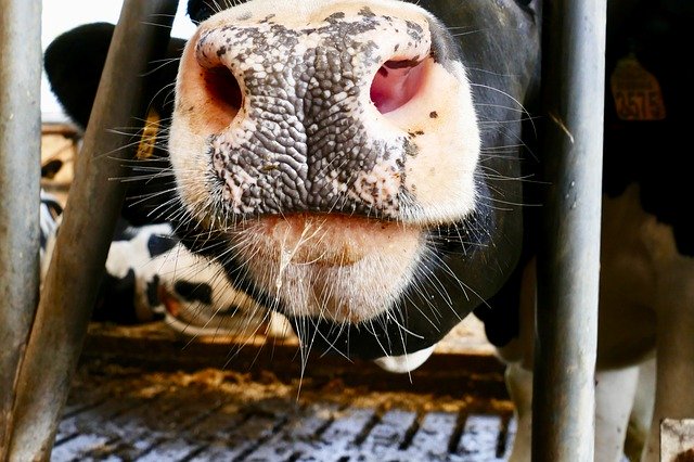 বিনামূল্যে ডাউনলোড করুন Cow Muzzle Nose - বিনামূল্যে ছবি বা ছবি GIMP অনলাইন ইমেজ এডিটর দিয়ে সম্পাদনা করতে হবে
