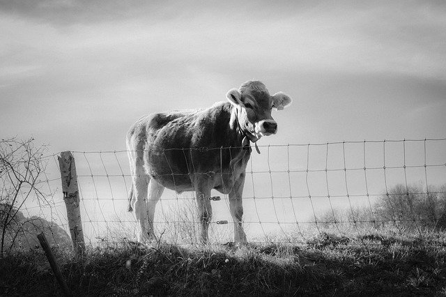 বিনামূল্যে ডাউনলোড করুন Cow Nature Animal - বিনামূল্যে ছবি বা ছবি GIMP অনলাইন ইমেজ এডিটর দিয়ে সম্পাদনা করতে হবে