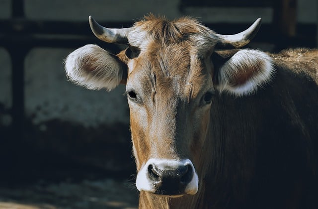 Free download cow nature animal cattle farm yard free picture to be edited with GIMP free online image editor