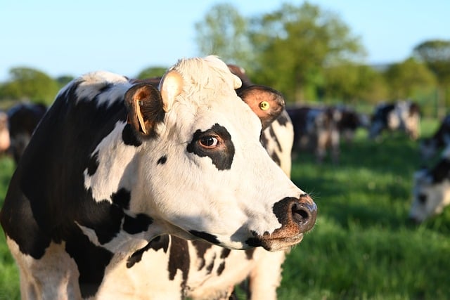 Free download cow nature animal livestock cattle free picture to be edited with GIMP free online image editor