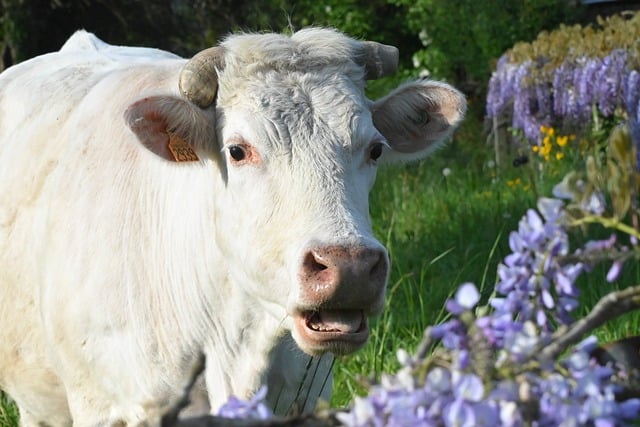Free download cow nature mammal animal fauna free picture to be edited with GIMP free online image editor