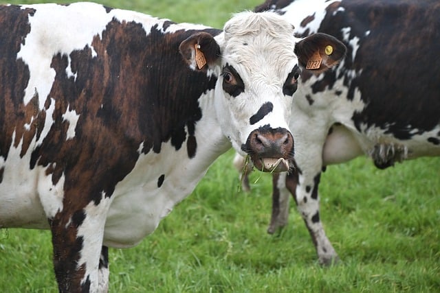 Free download cow norman cow native race milk cow free picture to be edited with GIMP free online image editor