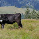 Cow on the hill  screen for extension Chrome web store in OffiDocs Chromium