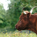 Cow on yellow flower meadow  screen for extension Chrome web store in OffiDocs Chromium