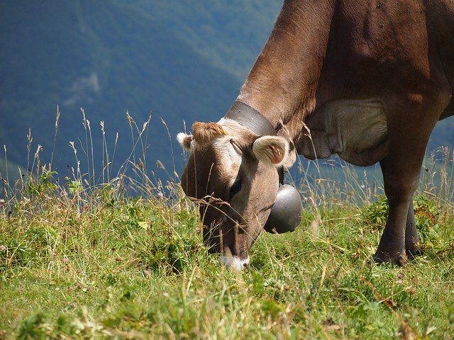 Cow Oxen Cattle download gratuito - foto ou imagem grátis para ser editada com o editor de imagens online GIMP
