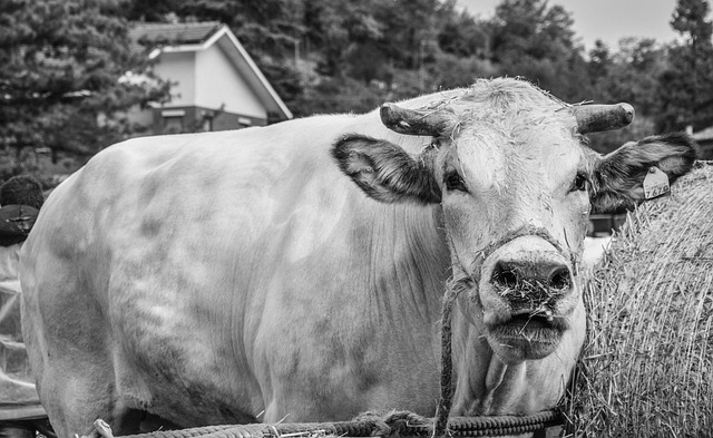 Free download cow ox horns bovine animal free picture to be edited with GIMP free online image editor