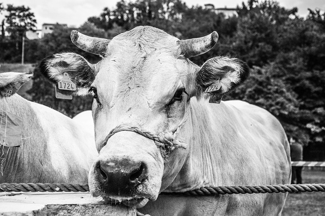 Free download cow ox livestock horns tradition free picture to be edited with GIMP free online image editor