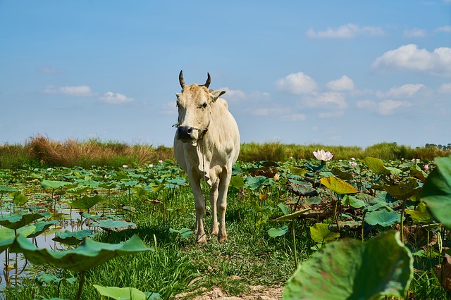 Free download cow ox nature grass outdoor farm free picture to be edited with GIMP free online image editor