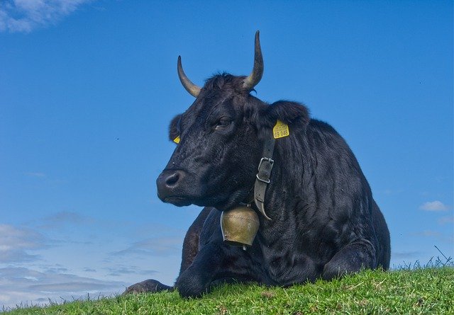 Téléchargement gratuit de Cow Pasture Alpine - photo ou image gratuite à modifier avec l'éditeur d'images en ligne GIMP