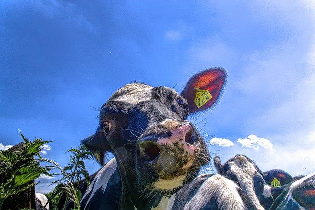 Free download Cow Pasture Beef -  free photo or picture to be edited with GIMP online image editor