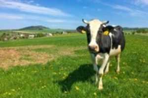 Free download Cow Pictures free photo or picture to be edited with GIMP online image editor