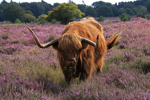 Free download cow red brown highlander free picture to be edited with GIMP free online image editor