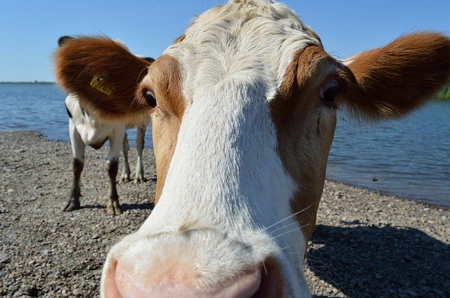 Бесплатно скачать Cow River Summer - бесплатную фотографию или картинку для редактирования с помощью онлайн-редактора изображений GIMP