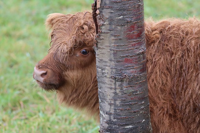 Free download cow ruminant shaggy mammal pasture free picture to be edited with GIMP free online image editor