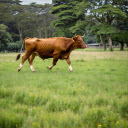 Cow running on the grassland  screen for extension Chrome web store in OffiDocs Chromium