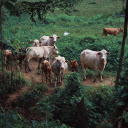 Cows  screen for extension Chrome web store in OffiDocs Chromium