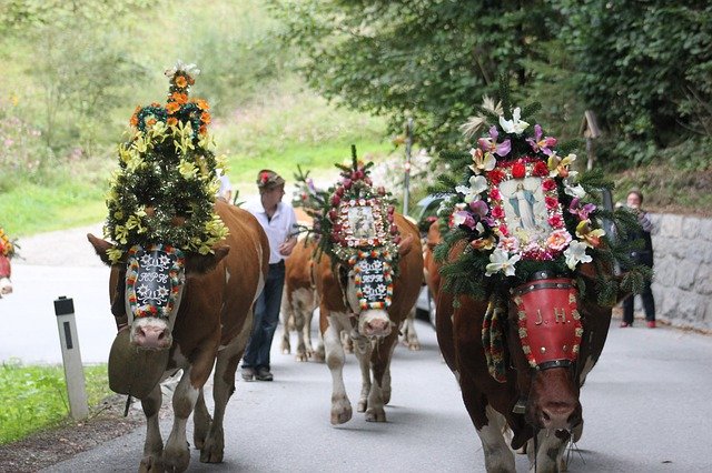 Descărcare gratuită Cows Almabtrieb Tradition - fotografie sau imagini gratuite pentru a fi editate cu editorul de imagini online GIMP