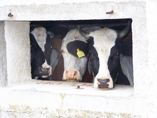 Free download Cows Alm Window -  free photo or picture to be edited with GIMP online image editor