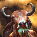 Cows and grass  screen for extension Chrome web store in OffiDocs Chromium