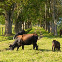 cows and grassy road  screen for extension Chrome web store in OffiDocs Chromium