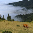 Cows and Valley  screen for extension Chrome web store in OffiDocs Chromium