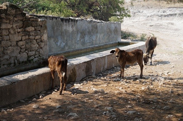 Free download Cows Animals Bovine -  free photo or picture to be edited with GIMP online image editor
