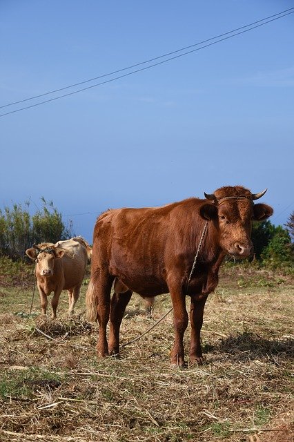 Free download Cows Animals Landscape -  free photo or picture to be edited with GIMP online image editor