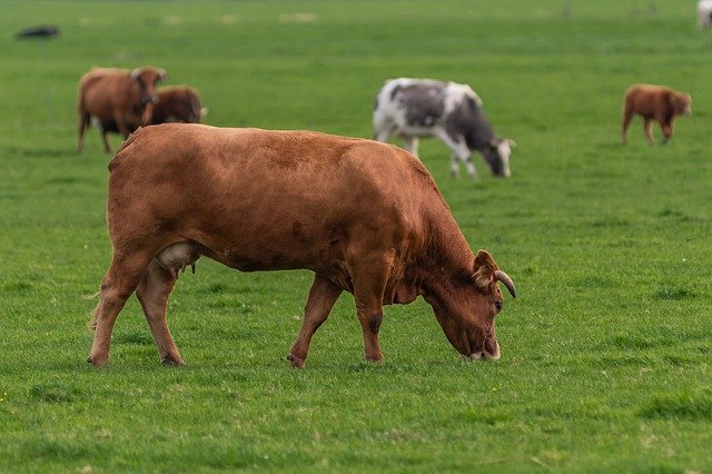 دانلود رایگان Cows Animals Livestock - عکس یا تصویر رایگان قابل ویرایش با ویرایشگر تصویر آنلاین GIMP