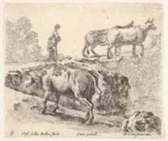Free download Cows Ascending a Bank, from Diversi capricci free photo or picture to be edited with GIMP online image editor