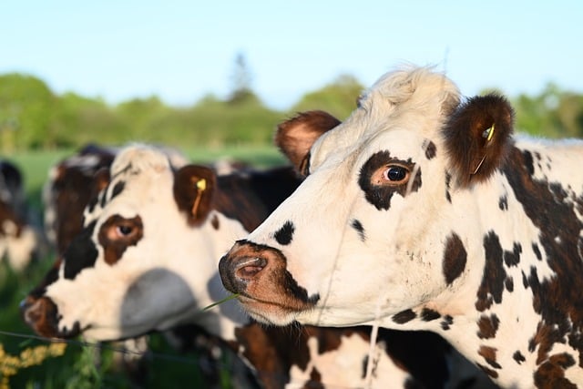 Free download cows black and white cows free picture to be edited with GIMP free online image editor