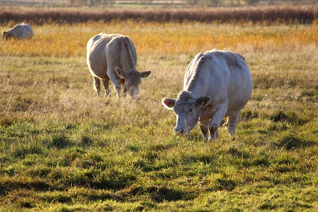 הורדה חינם פרות מרעה בקר מרעה תמונה חינם לעריכה עם עורך תמונות מקוון בחינם של GIMP