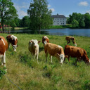 Cows by the River  screen for extension Chrome web store in OffiDocs Chromium
