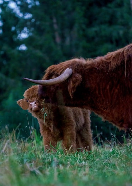 Безкоштовно завантажте корови теля тварини природа газон безкоштовне зображення для редагування за допомогою безкоштовного онлайн-редактора зображень GIMP